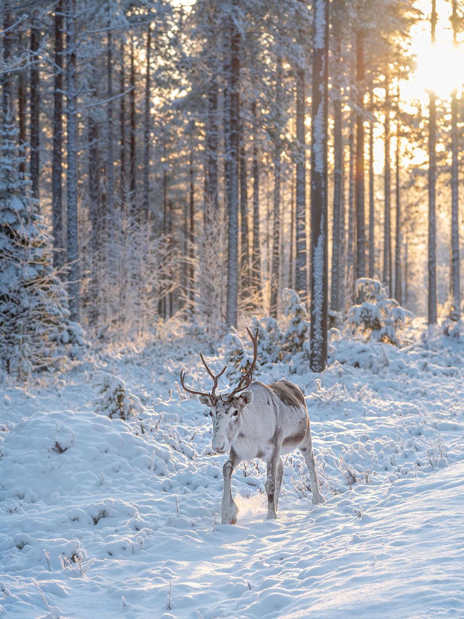 Napapiirin Jaervilomat Hotel Luukonniemi Luaran gambar